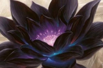 黑莲花是什么意思 黑莲花是现实中存在的植物吗