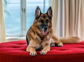 世界最富有的狗狗叫什么，冈瑟四世（拥有3.73亿美元资产）
