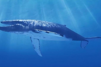 蓝鲸是目前世界上最大的动物,最大的蓝鲸体长30多米,世界上最大的蓝鲸大约多少米