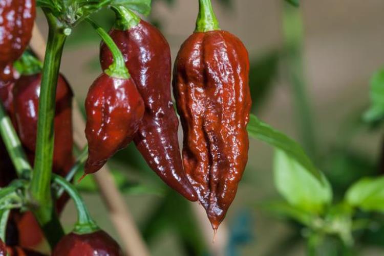 世界上最辣的辣椒有多辣这些都是辣到变态的辣椒品种吗,目前世界上公认的最辣的辣椒