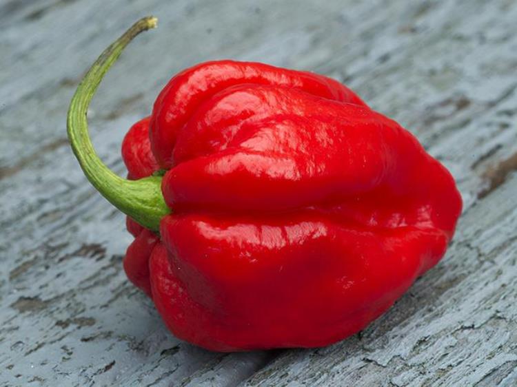 世界上最辣的辣椒有多辣这些都是辣到变态的辣椒品种吗,目前世界上公认的最辣的辣椒