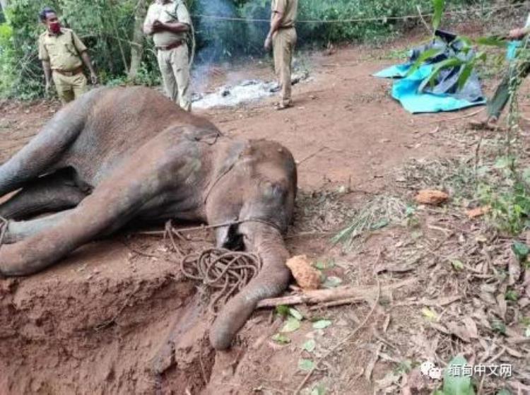 印度怀孕母象被炸死,印度怀孕母象被投喂
