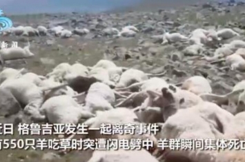 550只羊吃草时遭雷瞬间劈死,550只羊遭雷击死亡是哪一年