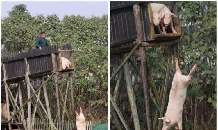 奇闻怪事:这个农民每天逼自己养的猪高台跳水网友:做猪好难