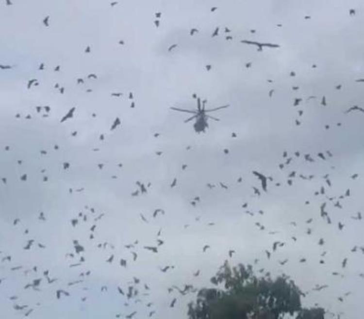 澳大利亚山火导致病毒,澳大利亚森林大火对蝙蝠有影响吗
