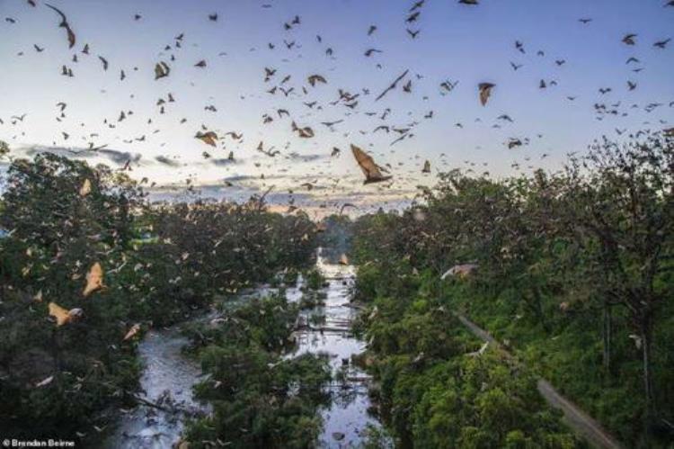 澳大利亚山火导致病毒,澳大利亚森林大火对蝙蝠有影响吗