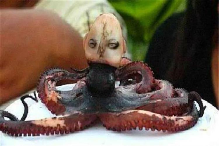 长得像人的章鱼,最诡异的章鱼