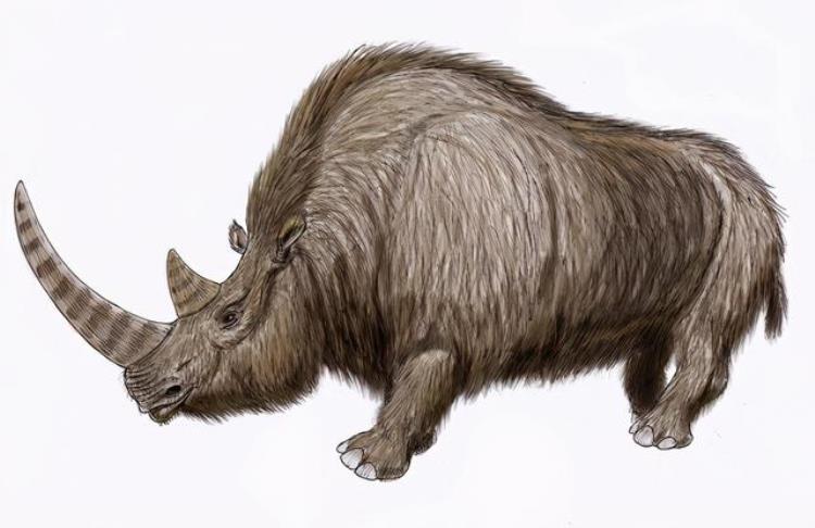 西伯利亚永久冻土层发现冰河时期长毛犀牛部分内脏完好无损
