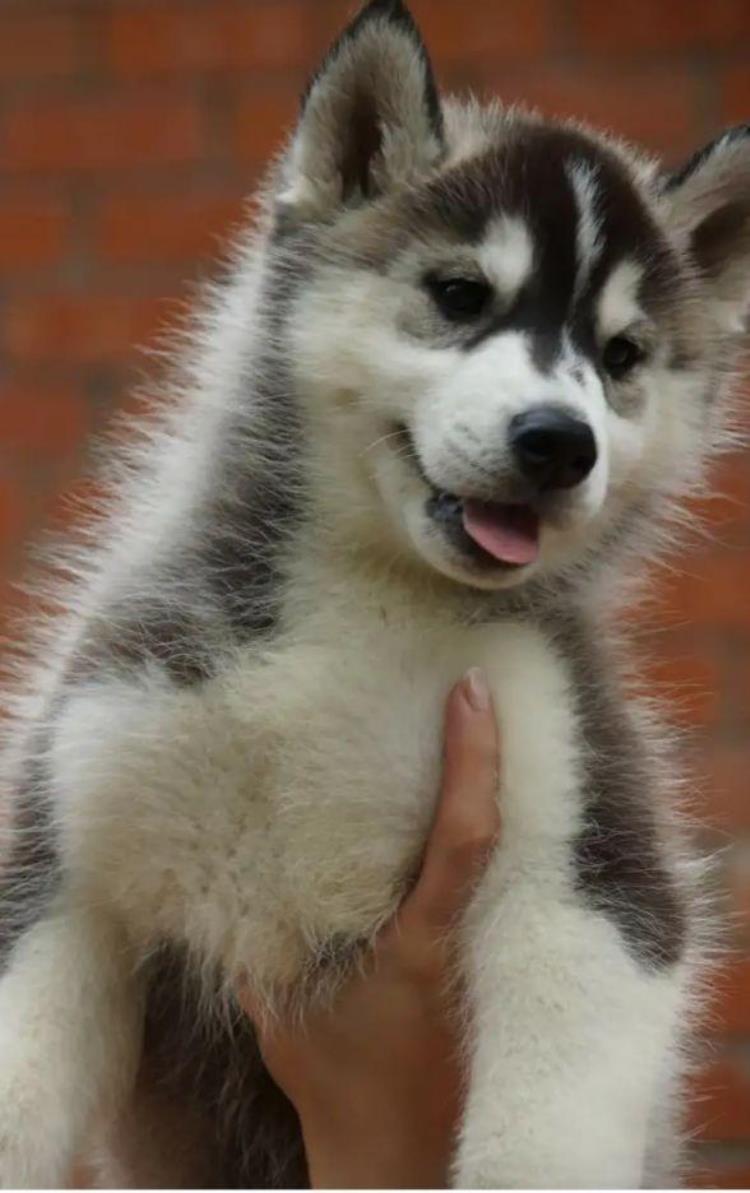 西伯利亚哈士奇雪橇犬,二哈趣事完整版