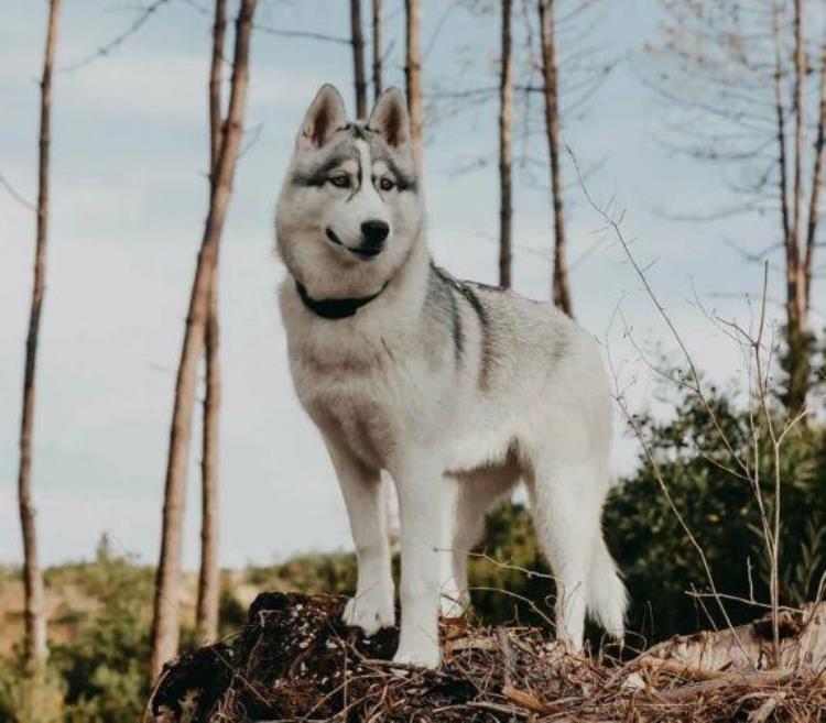 西伯利亚哈士奇雪橇犬,二哈趣事完整版