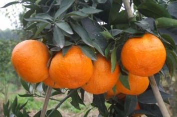 柑橘树掉果什么原因「柑橘采收前落果搞清楚咋回事了吗」