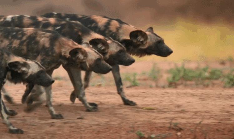 非洲野犬和狼关系,非洲野犬为什么怕狮子不怕鬣狗