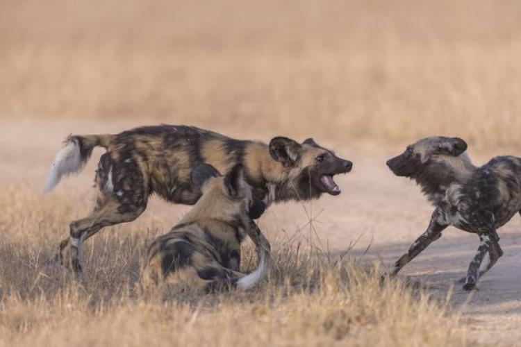 非洲野犬和狼关系,非洲野犬为什么怕狮子不怕鬣狗