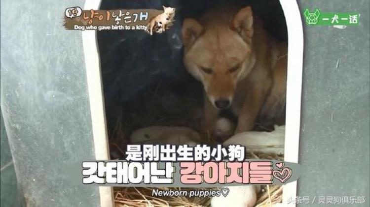 奇闻韩国的狗狗生了一个小猫,动物奇闻狗狗