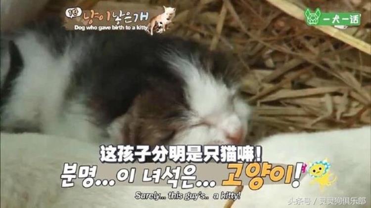 奇闻韩国的狗狗生了一个小猫,动物奇闻狗狗