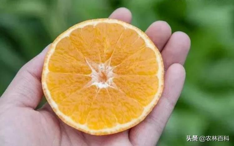 柑橘不光不甜还有点苦可能是这几个原因造成的,柑橘吃着有点苦