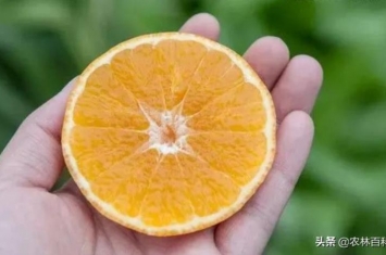 柑橘不光不甜还有点苦可能是这几个原因造成的,柑橘吃着有点苦
