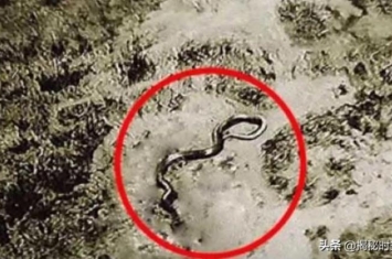 二战飞行员拍到巨蟒,飞行员遇到16米巨蛇