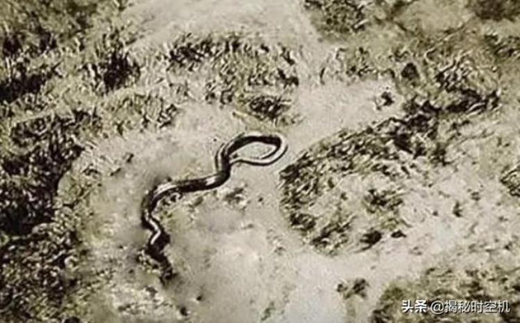 二战飞行员拍到巨蟒,飞行员遇到16米巨蛇