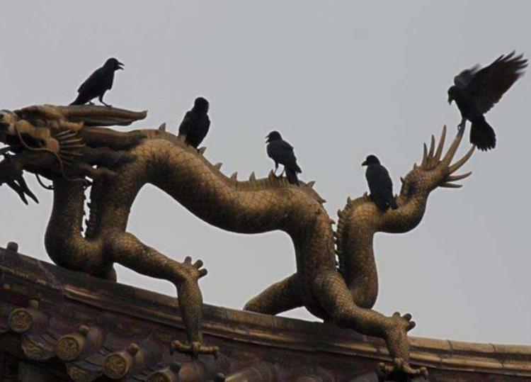 为什么故宫里那么多乌鸦「为什么皇帝要在故宫养10万只乌鸦有什么用处今天总算知道」