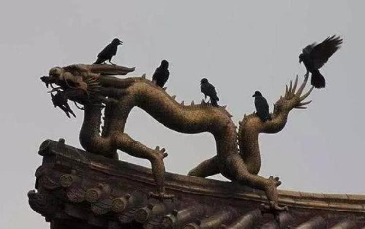 为什么故宫里那么多乌鸦「为什么皇帝要在故宫养10万只乌鸦有什么用处今天总算知道」