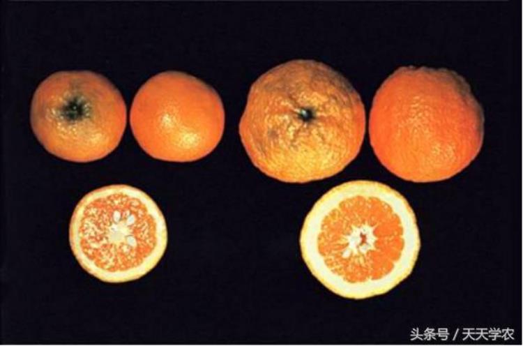柑橘缺铁黄化怎样治疗,柑橘根系黄化怎么治