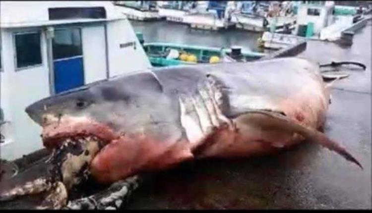 大白鲨遭海龟噎死,海滩上出现巨大大白鲨