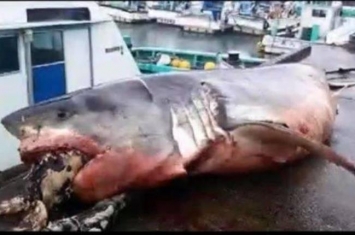 大白鲨遭海龟噎死,海滩上出现巨大大白鲨