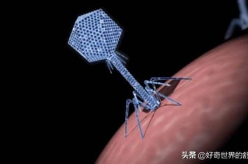 噬菌体为什么那么像机器人,噬菌体能干掉远古细菌吗