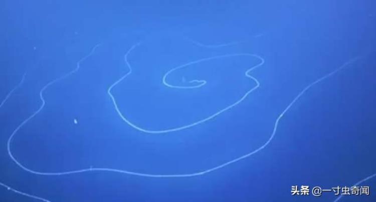 蓝鲸被认为是已知的地球上生存过的体积最大的动物,蓝鲸真是最大的生物吗