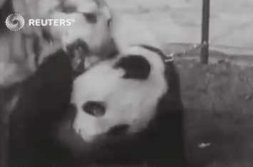 国宝熊猫被送回国,国宝熊猫可以活多少年