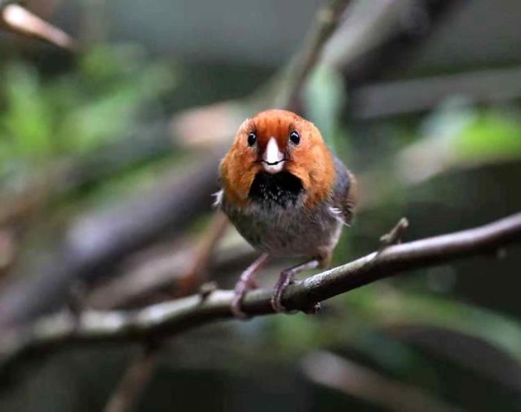 真实版愤怒的小鸟现身丹霞山首次发现成群短尾鸦雀