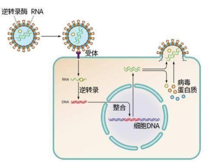 为什么隔几年就会有新的病毒出现,中国发现了最新变异新冠病毒吗