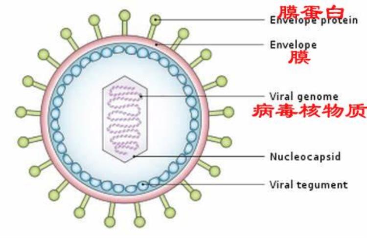 为什么病毒很可怕,中国疫情已死多少人