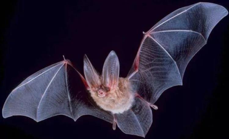 蝙蝠狠角色的病毒为什么都找上我们的家,一只蝙蝠引发的病毒灾难