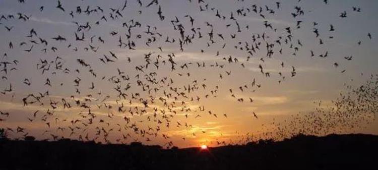 蝙蝠狠角色的病毒为什么都找上我们的家,一只蝙蝠引发的病毒灾难