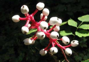 世界上最像眼球的植物：白色类叶升麻(酷似死人眼球)