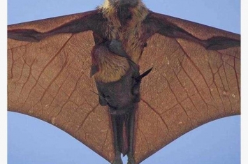 病毒是从蝙蝠身上来的吗,蝙蝠身上携带的病毒叫什么