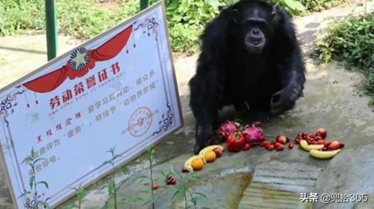 重庆动物园大猩猩洗衣服,动物园黑猩猩洗衣服