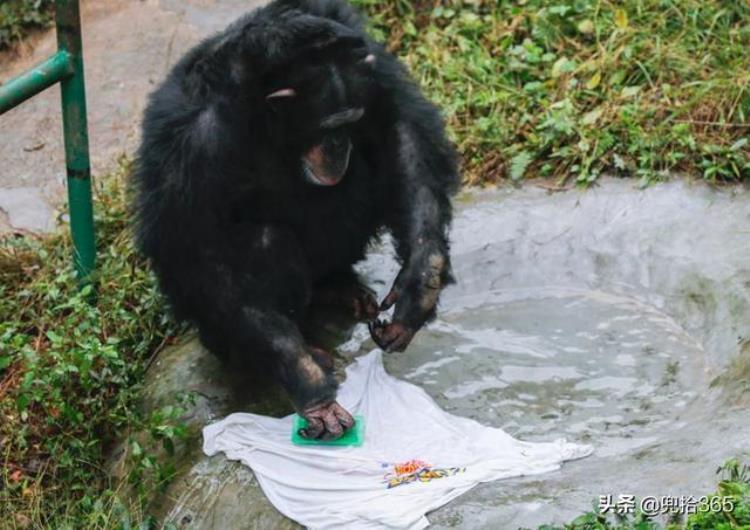 重庆动物园大猩猩洗衣服,动物园黑猩猩洗衣服