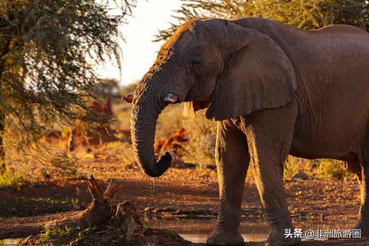 大象吃石头犀牛踢粪盘点动物们鲜为人知的奇闻趣事