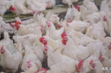 鸡感冒了是什么症状,鸡感冒的症状与防治措施