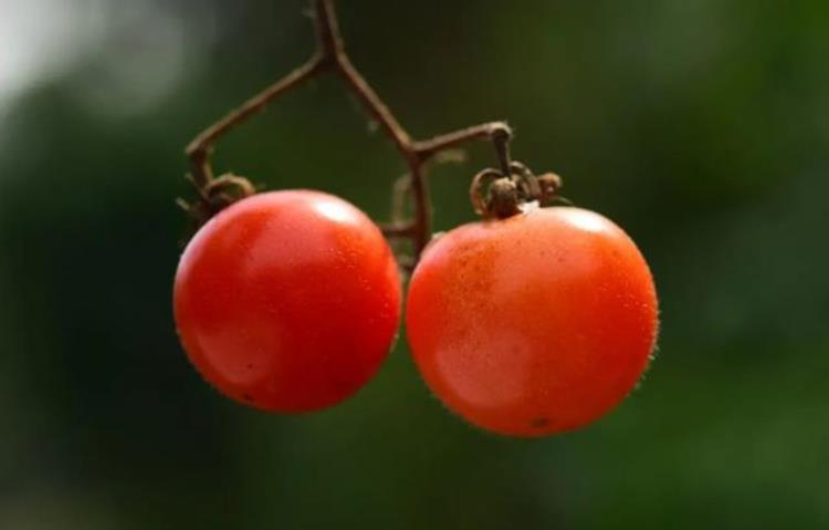 番茄曾令人望而生畏它是如何变成美食的呢,番茄的科学吃法