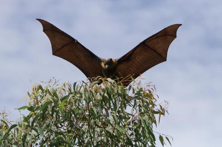 埃博拉卷土重来为什么这么多疾病都和蝙蝠有关,埃博拉为什么这么多蝙蝠