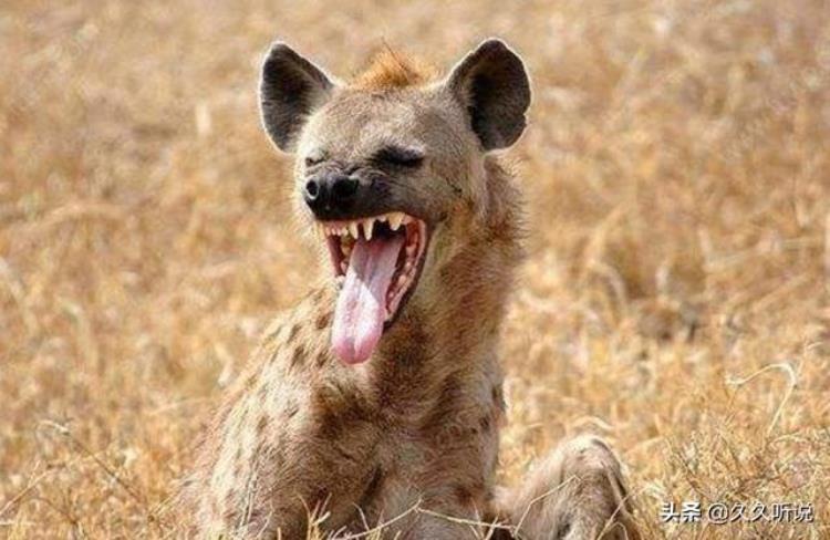 草原鬣狗掏肛「奇闻奇事非洲草原的掏肛小能手狮子见了都绕道走」