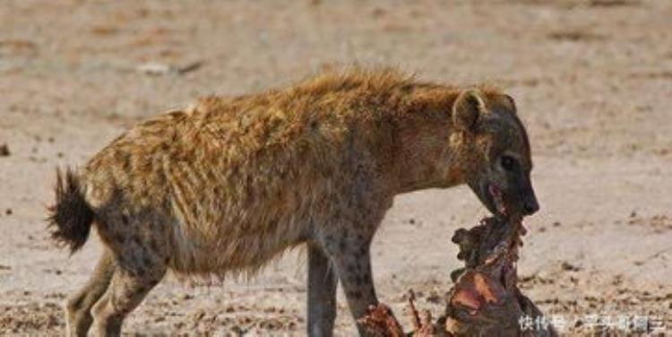 草原鬣狗掏肛「奇闻奇事非洲草原的掏肛小能手狮子见了都绕道走」
