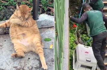 新加坡一只胖橘猫被蟒蛇吃掉网友发帖表达悲伤