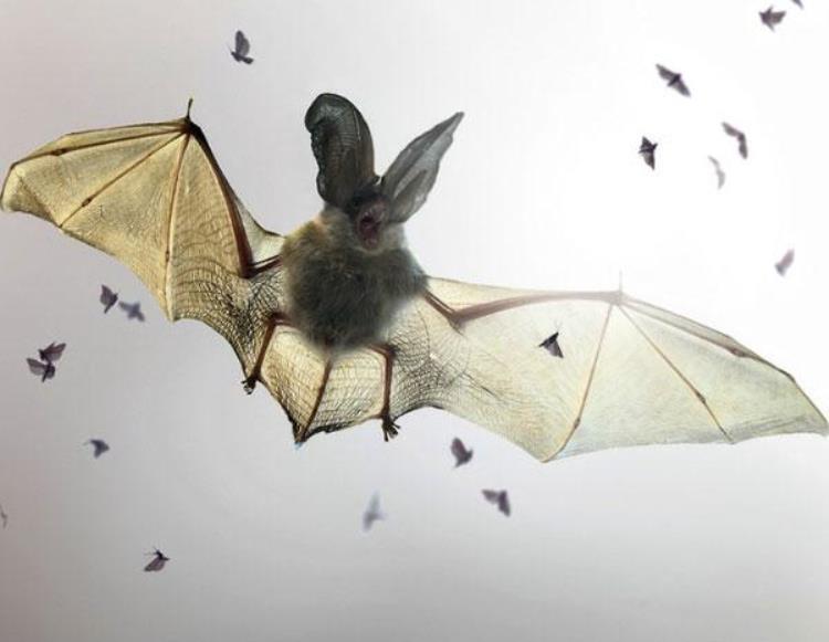 病毒与蝙蝠有何关系,蝙蝠在家里飞来飞去会感染病毒吗