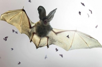 病毒与蝙蝠有何关系,蝙蝠在家里飞来飞去会感染病毒吗