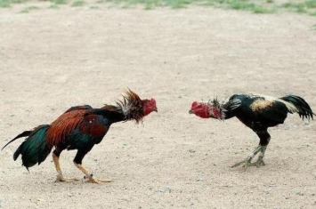 养殖斗鸡通过观察母鸡判断鸡病害「养殖斗鸡通过观察母鸡判断鸡病」